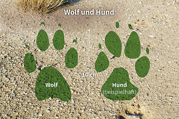 med_8-Trittsiegel Wolf-Hund.jpg (600 x 400)